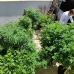 STJ adia prazo para regulamentação do plantio da 'maconha medicinal'