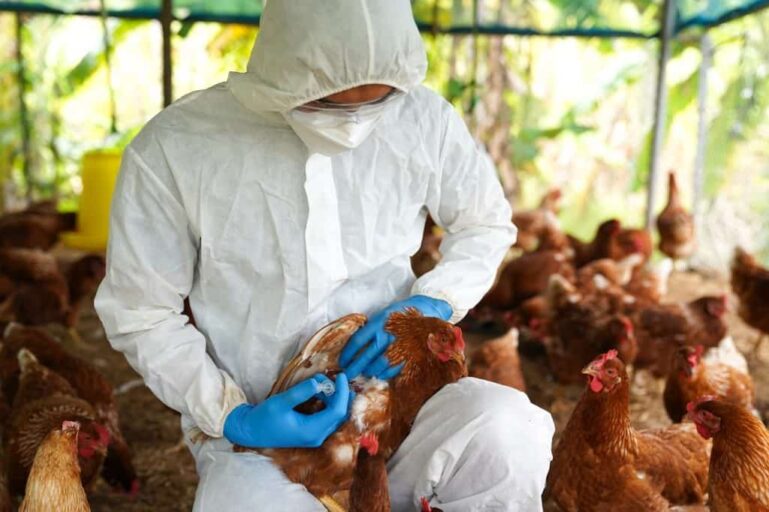 OMS divulga primeira morte por gripe aviária pela variante H5N2