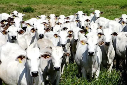 Exportações brasileiras ao Golfo recuam com bloqueio no estreito de Hormuz