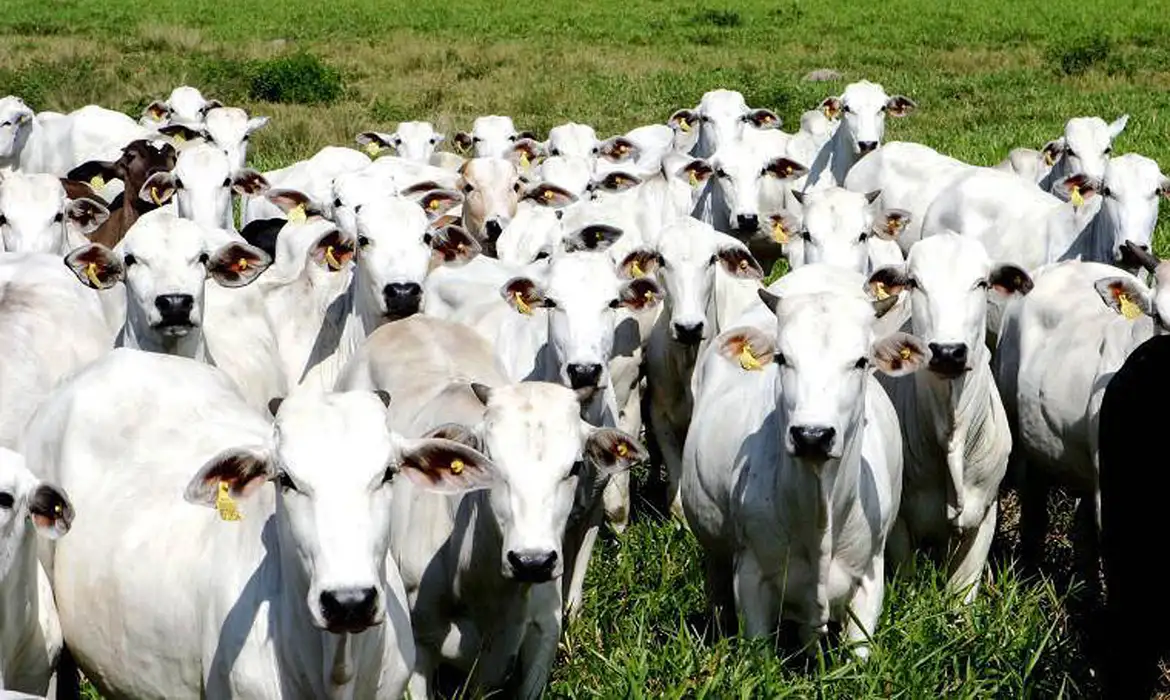 Carrefour recua sob pressão e pede desculpas por boicote ao agro brasileiro