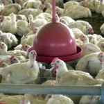 China e UE suspendem importação de frango após caso de gripe aviária no Brasil