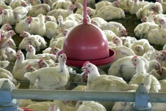 China e UE suspendem importação de frango após caso de gripe aviária no Brasil