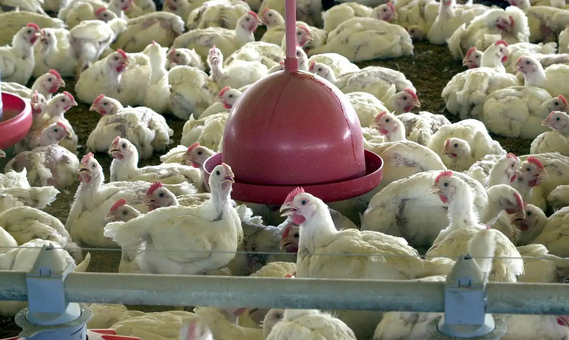 China e UE suspendem importação de frango após caso de gripe aviária no Brasil