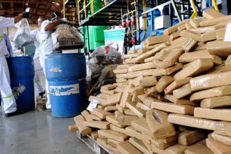Nikolas Ferreira defende prisão do próprio primo, flagrado com 30 kg de droga