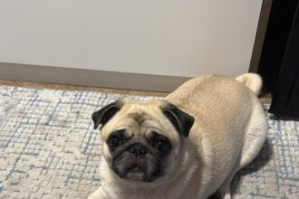 Brasil sanciona lei que proíbe testes em animais para cosméticos