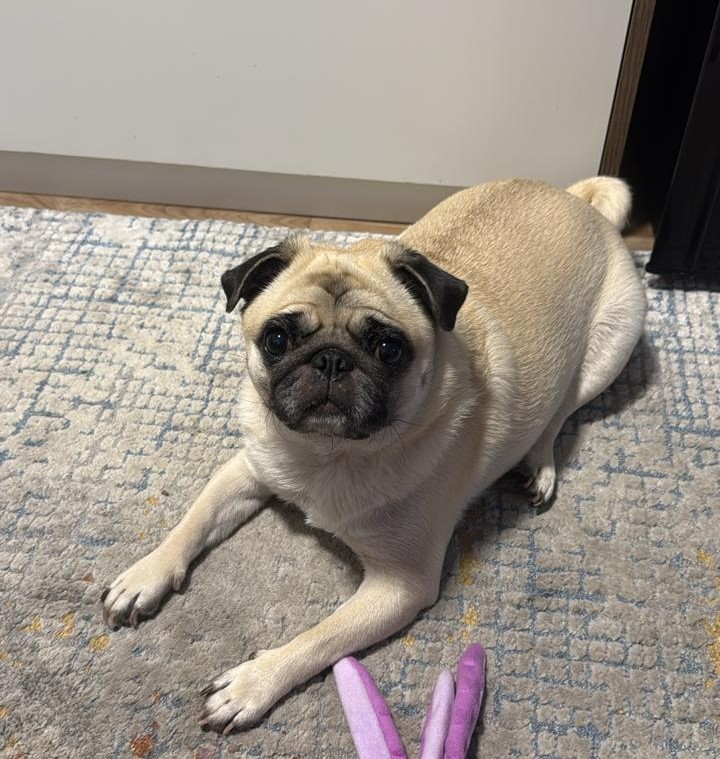 Brasil sanciona lei que proíbe testes em animais para cosméticos