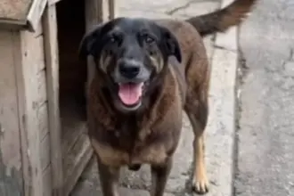 Governo de Santa Catarina promete empenho para punir assassinos do cão Orelha