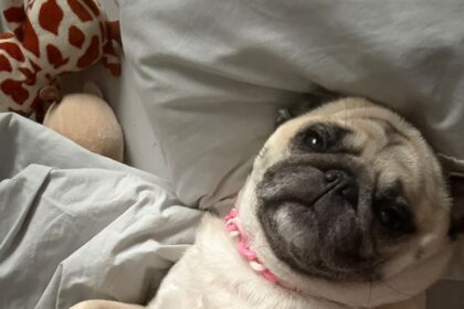 Sem avanço de CPMI, Senado aprova guarda compartilhada a animais de estimação