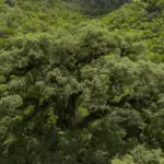 Desmatamento da Mata Atlântica de São Paulo tem queda de 29%
