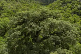 Desmatamento da Mata Atlântica de São Paulo tem queda de 29%