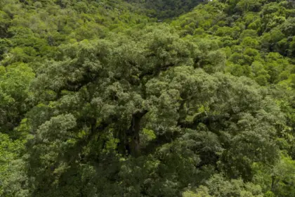 Desmatamento da Mata Atlântica de São Paulo tem queda de 29%
